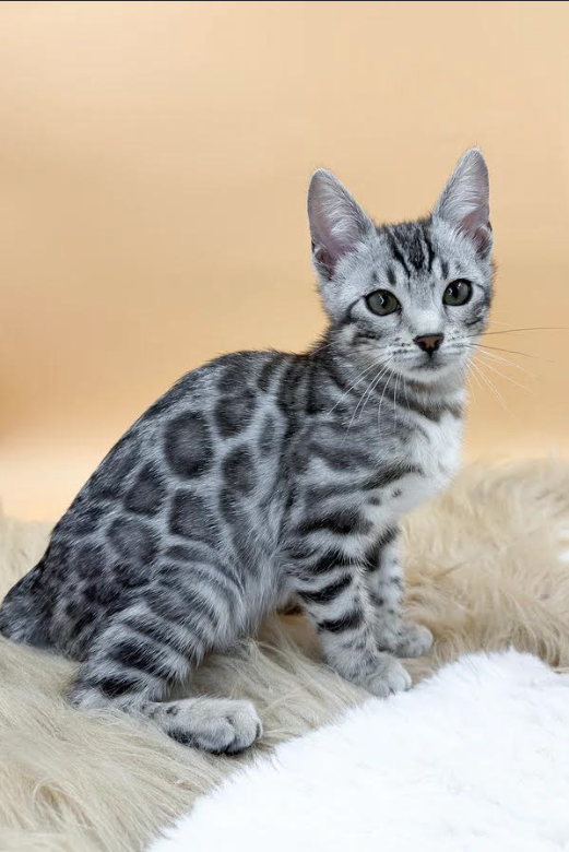 Bengal Kitten