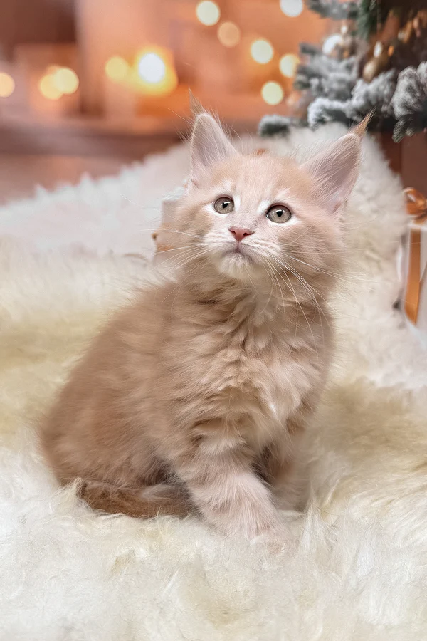 Maine Coon Kitten