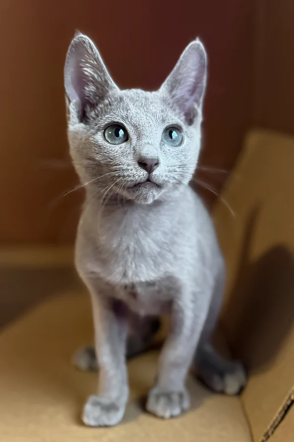 Russian Blue Kitten