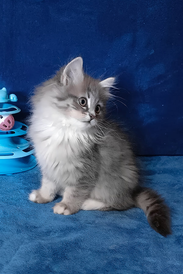 Anima (Female)