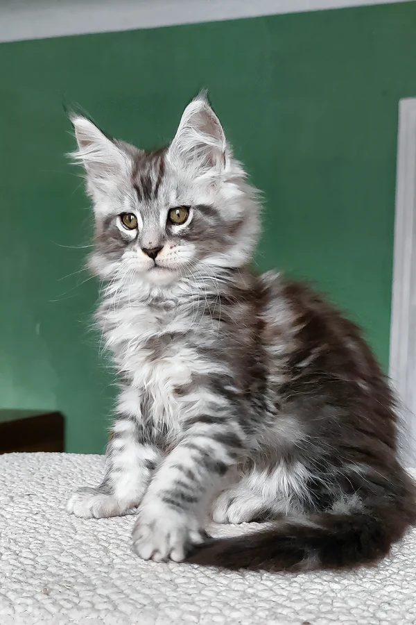 Austin (Male)