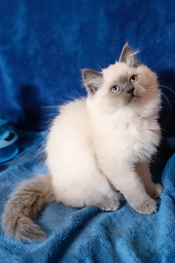 Brenda (Female)
