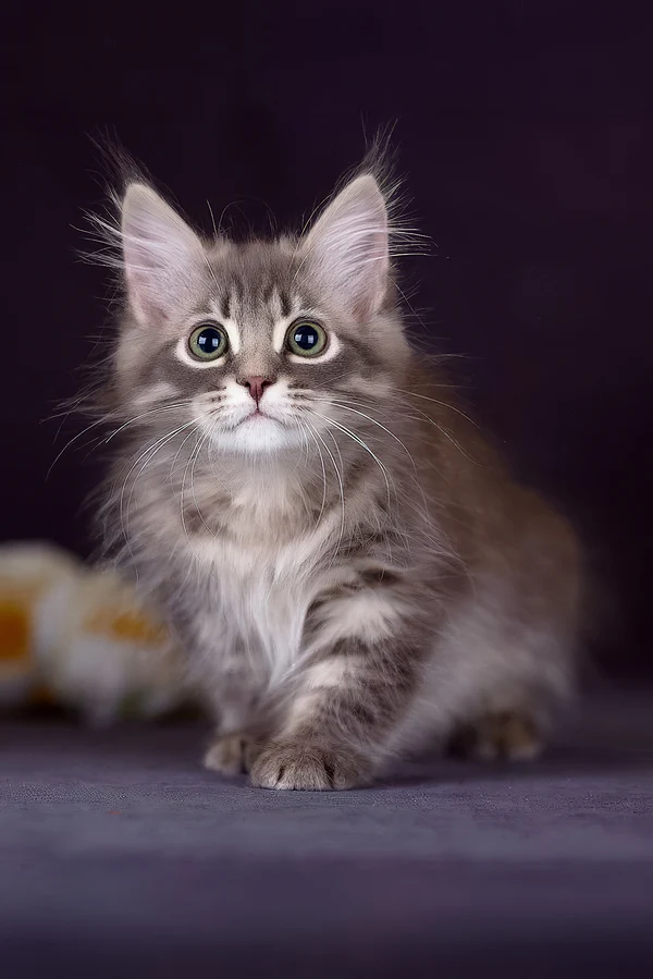 Felix (Male)