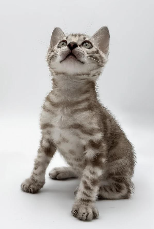Figaro (Male)