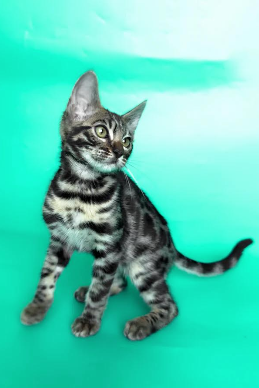 Gina (Female)