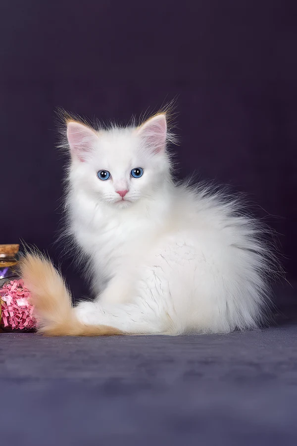 Hermes (Male)