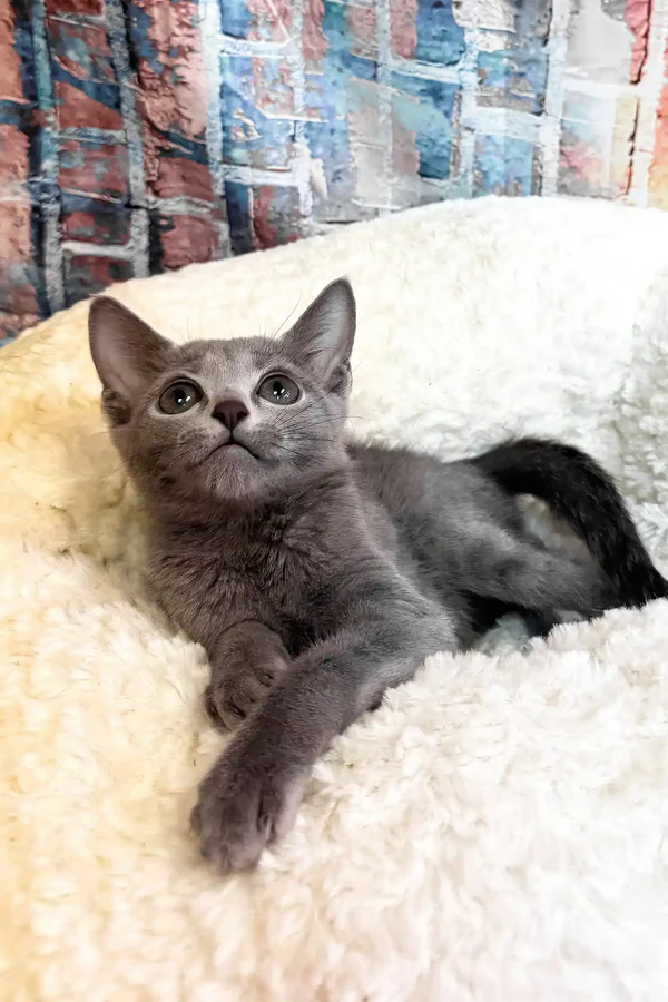Indigo (Female)