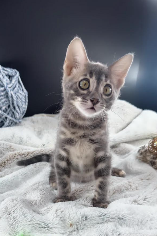 Jules (Female)