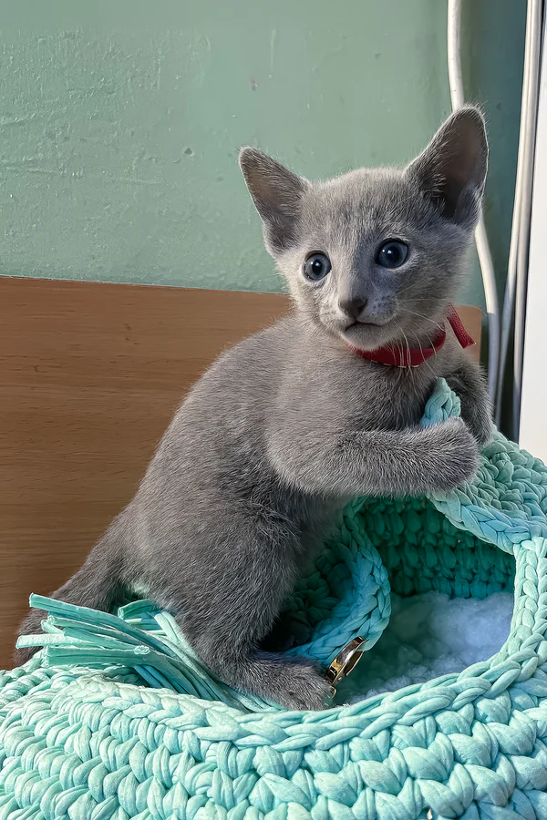 Milan (Male)