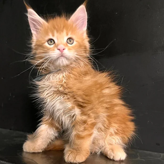 Prince (Male)
