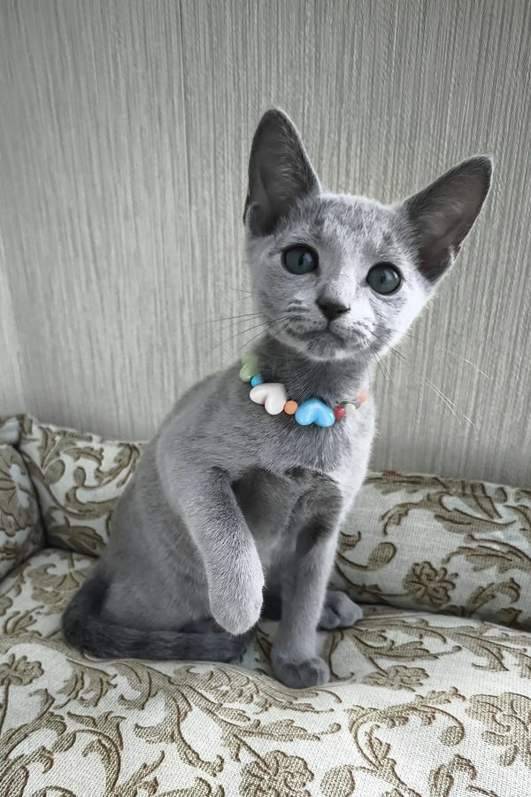 Silver (Female)