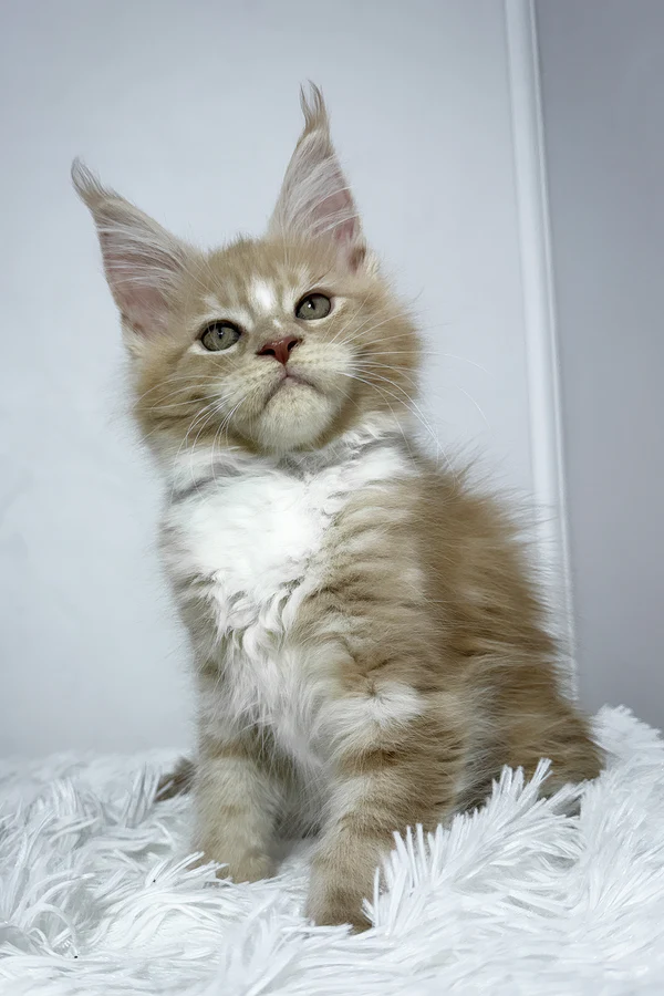 Veles (Male)