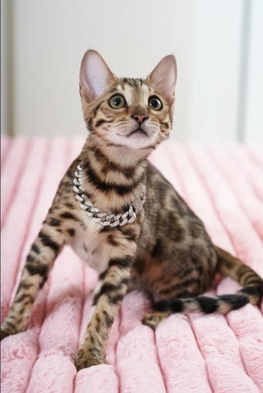 Deizi (Female)