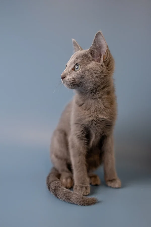 Wendi (Female)