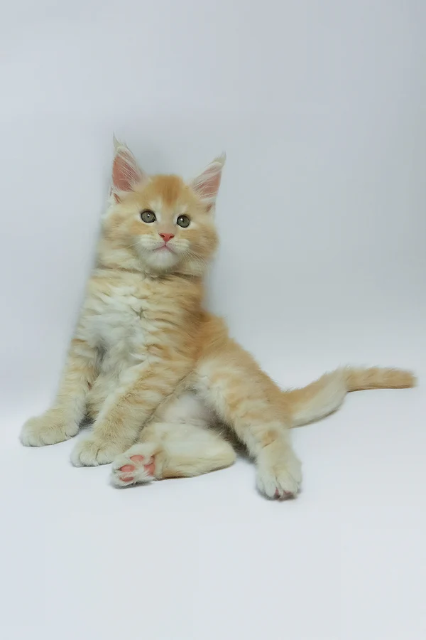 Zeus (Male)