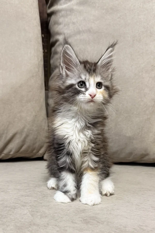 Fran (Male)