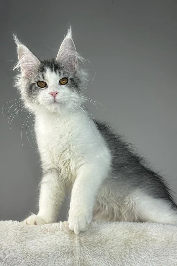 Warner (Male)
